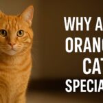 Orange cats, ginger cats, orange tabby cats, cat genetics, MC1R gene mutation, cat coat color gene, why are orange cats special, are orange cats always male, orange cat facts, ginger cat personality, tabby cat patterns, rare female ginger cats, orange cat folklore, fun facts about orange cats