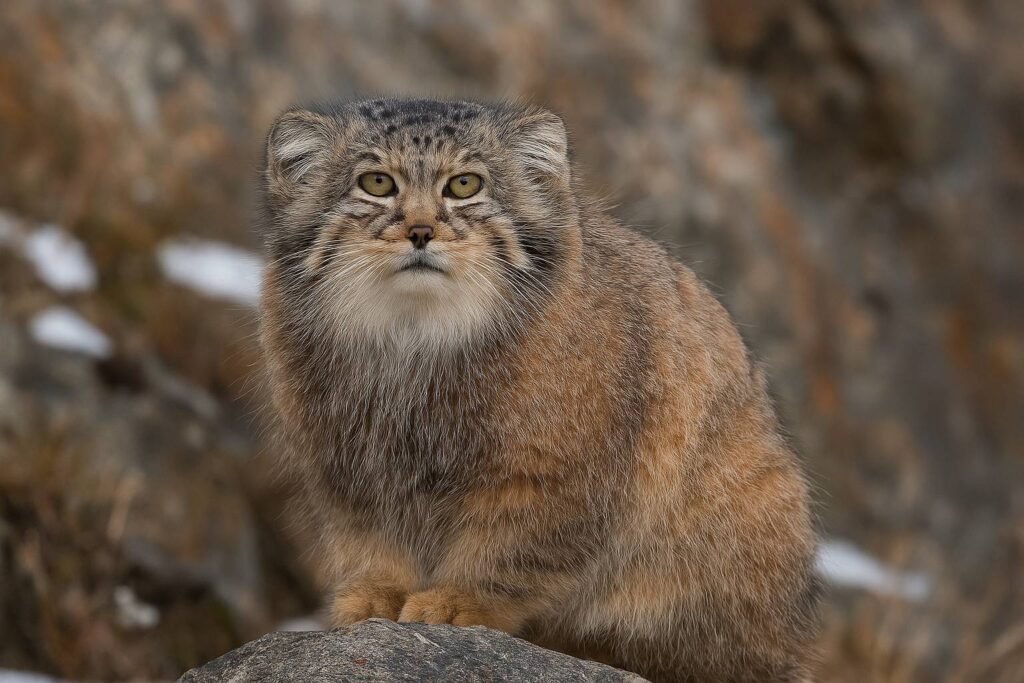 pallas’s cat arunachal, rare wild cats india, manul cat discovery, arunachal wildlife news, eastern himalayas biodiversity, camera trap wildlife india, rare cat species, indian wildlife conservation, pallas’s cat india, elusive wild cats, arunachal pradesh animals, manul cat facts