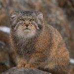 pallas’s cat arunachal, rare wild cats india, manul cat discovery, arunachal wildlife news, eastern himalayas biodiversity, camera trap wildlife india, rare cat species, indian wildlife conservation, pallas’s cat india, elusive wild cats, arunachal pradesh animals, manul cat facts