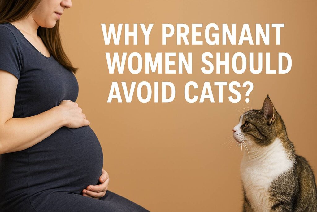 Why Pregnant Women Are Told to Be Careful Around Cats — The Real Reason Explained